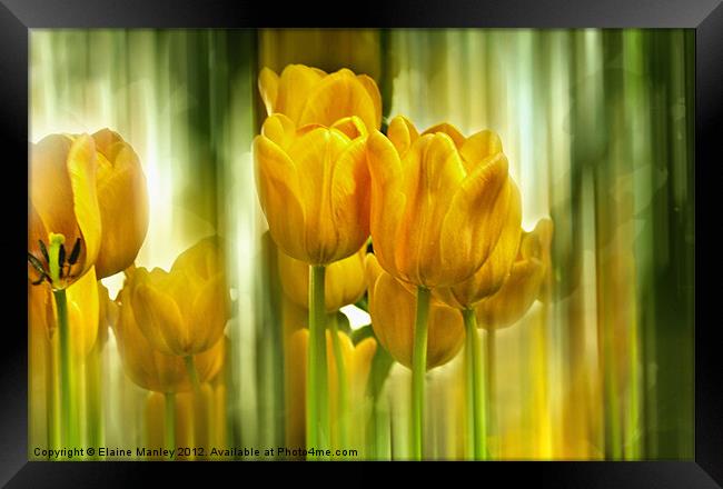  Spring Yellow Tulip Flower Framed Print by Elaine Manley