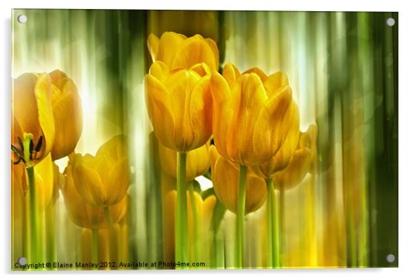  Spring Yellow Tulip Flower Acrylic by Elaine Manley