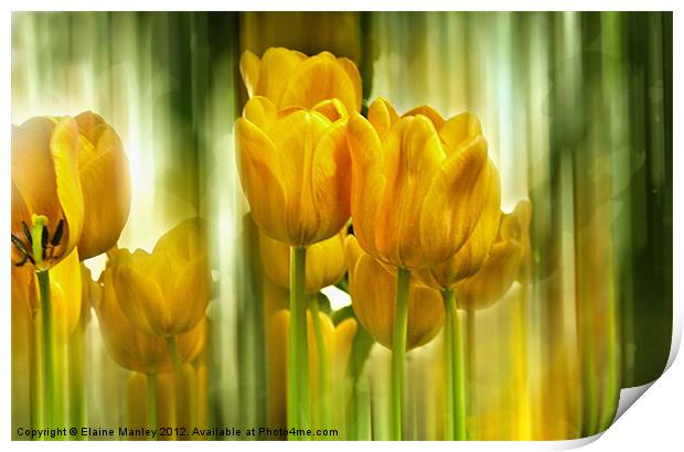  Spring Yellow Tulip Flower Print by Elaine Manley