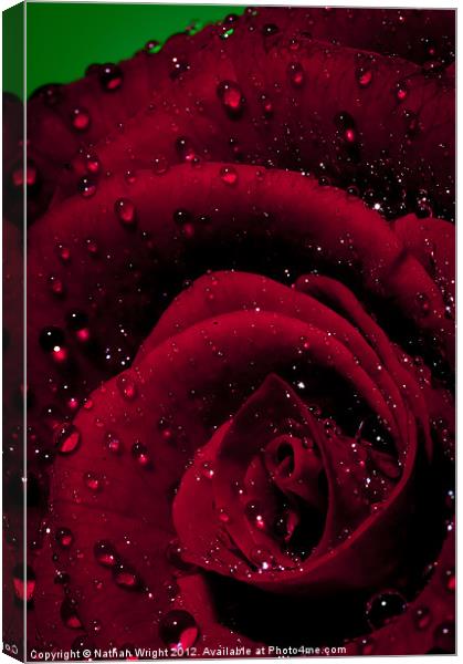 Rosa Canvas Print by Nathan Wright