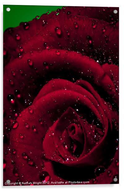 Rosa Acrylic by Nathan Wright