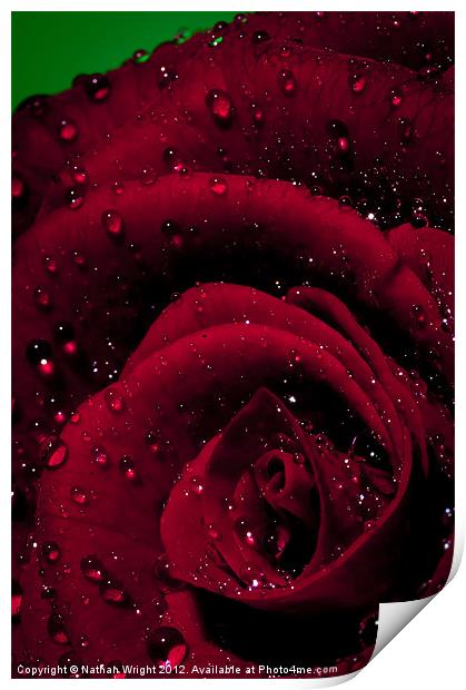 Rosa Print by Nathan Wright