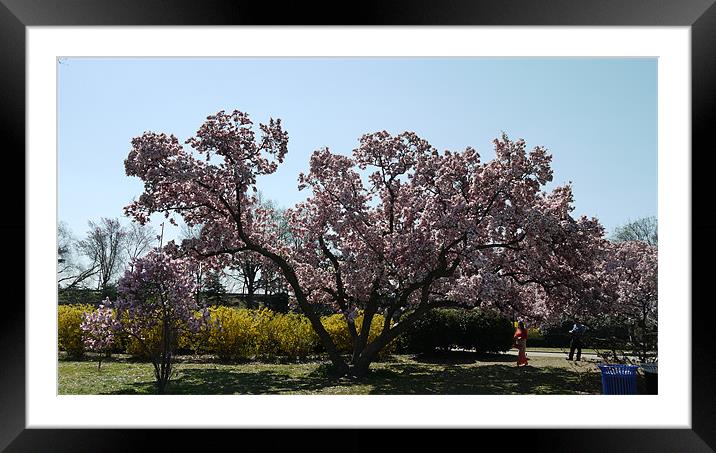Magnolia Blossom Framed Mounted Print by Rong  Kruckner