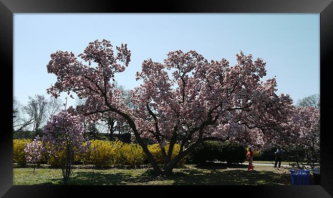 Magnolia Blossom Framed Print by Rong  Kruckner