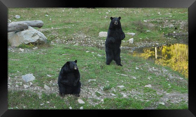 Lovely Black Bear Framed Print by Rong  Kruckner