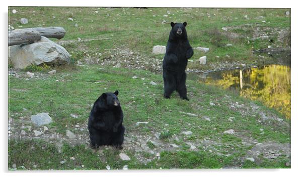 Lovely Black Bear Acrylic by Rong  Kruckner