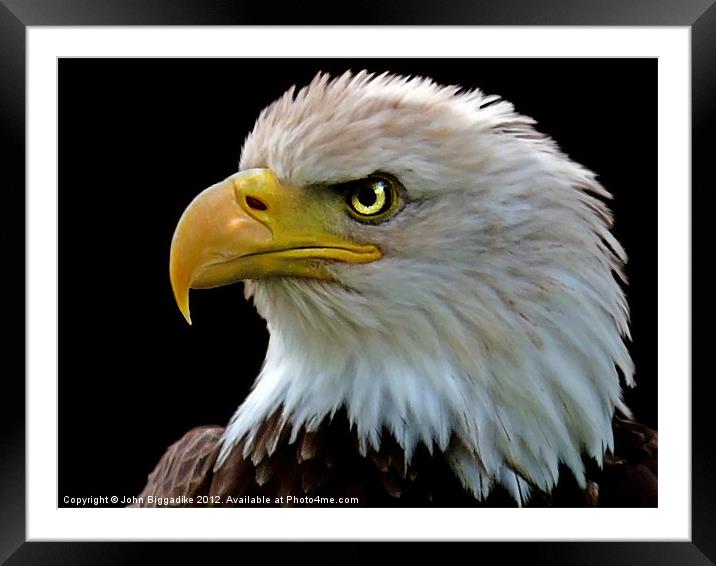 American Bald Eagle Framed Mounted Print by John Biggadike