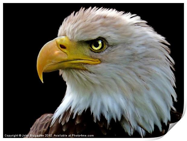 American Bald Eagle Print by John Biggadike