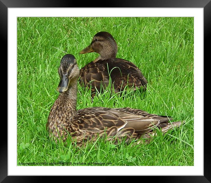 Mallard Ducks Framed Mounted Print by michelle whitebrook