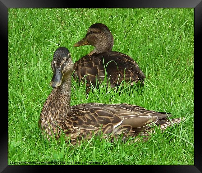 Mallard Ducks Framed Print by michelle whitebrook