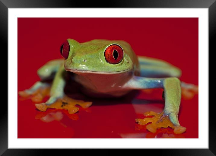 Big Red Framed Mounted Print by Val Saxby LRPS