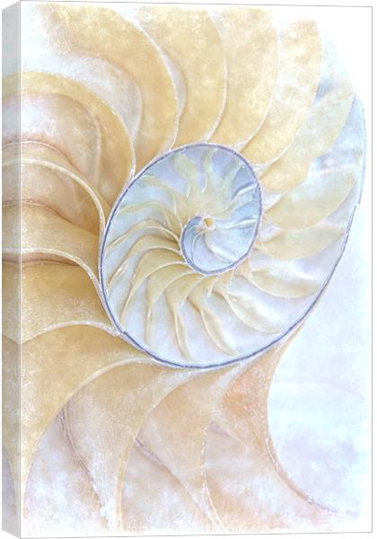 Nautilus Frost Canvas Print by Ann Garrett