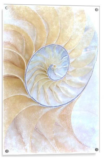 Nautilus Frost Acrylic by Ann Garrett