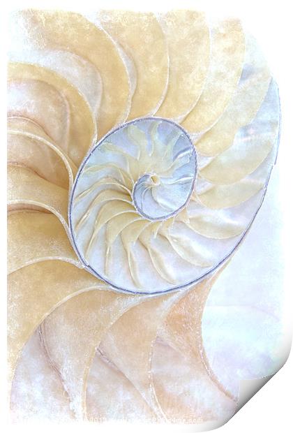 Nautilus Frost Print by Ann Garrett
