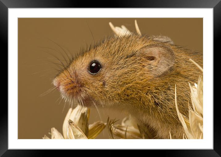 Harvest Mouse Framed Mounted Print by Val Saxby LRPS