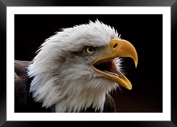 Bald eagle calling Framed Mounted Print by Val Saxby LRPS