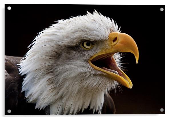 Bald eagle calling Acrylic by Val Saxby LRPS