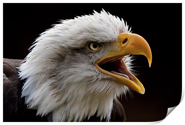 Bald eagle calling Print by Val Saxby LRPS