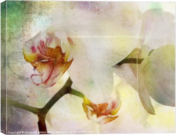 Textured Orchid Canvas Print by Elizabeth Wilson-Stephen