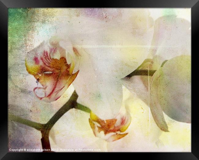 Textured Orchid Framed Print by Elizabeth Wilson-Stephen