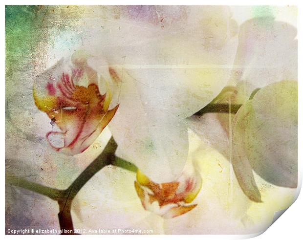 Textured Orchid Print by Elizabeth Wilson-Stephen