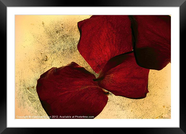 Textured Rose Petals Framed Mounted Print by Elizabeth Wilson-Stephen