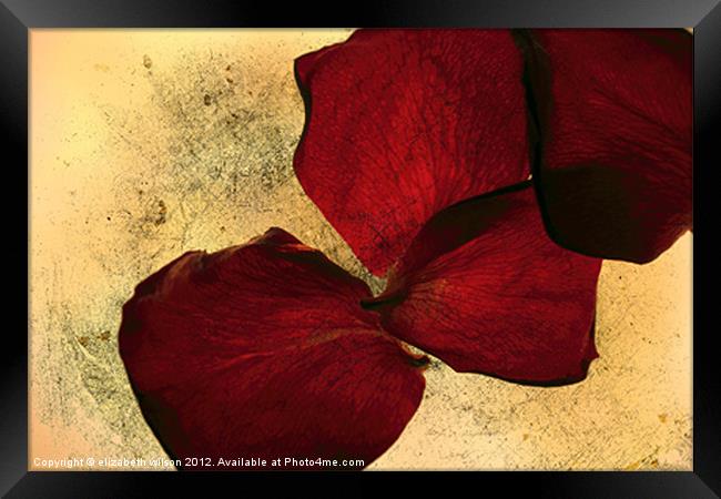 Textured Rose Petals Framed Print by Elizabeth Wilson-Stephen