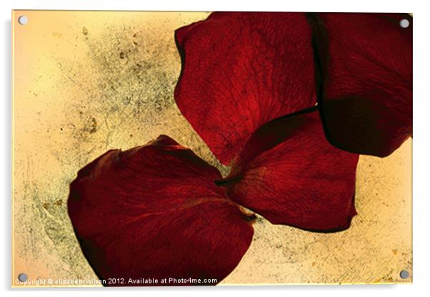 Textured Rose Petals Acrylic by Elizabeth Wilson-Stephen