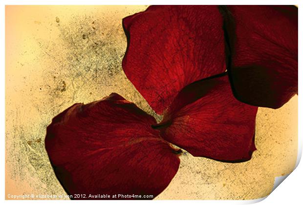 Textured Rose Petals Print by Elizabeth Wilson-Stephen
