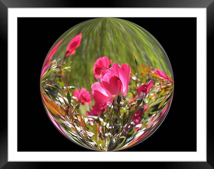 Rose Globe Framed Mounted Print by Stephanie Clayton