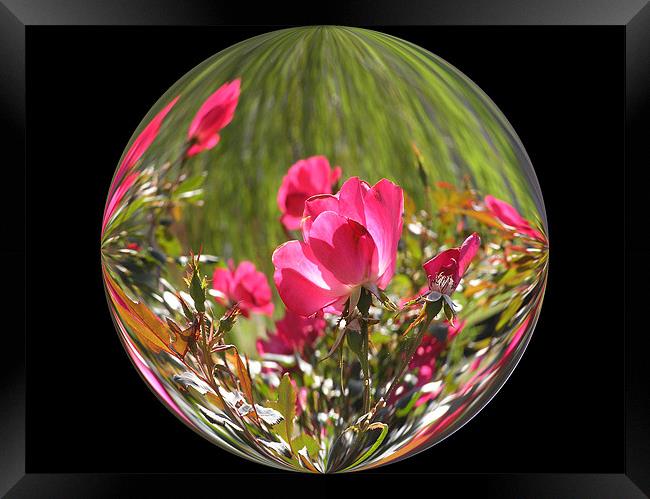 Rose Globe Framed Print by Stephanie Clayton