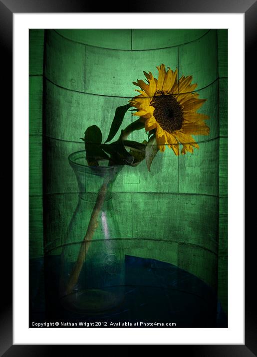 Stone sun flower Framed Mounted Print by Nathan Wright