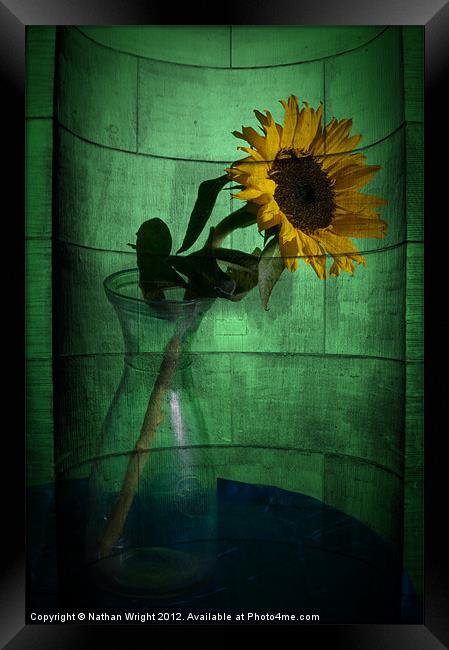 Stone sun flower Framed Print by Nathan Wright