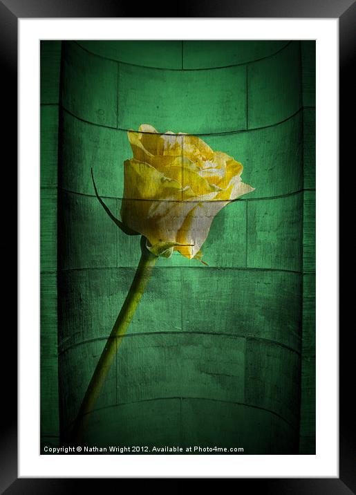 Stone rose Framed Mounted Print by Nathan Wright