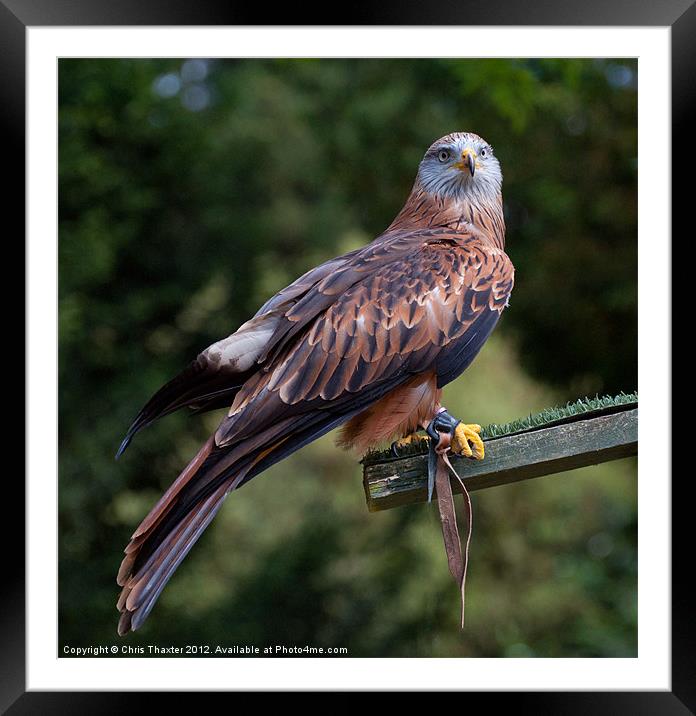 Red Kite Framed Mounted Print by Chris Thaxter