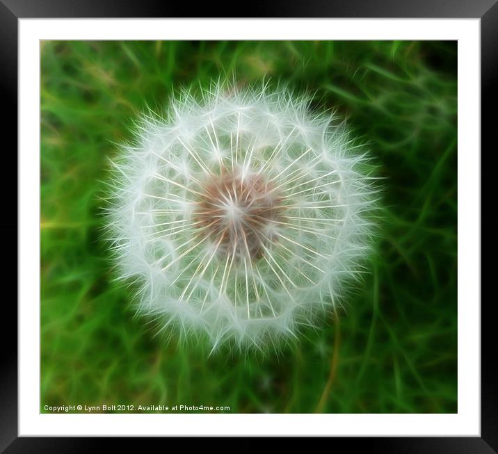 Dandelion Seed Head Framed Mounted Print by Lynn Bolt