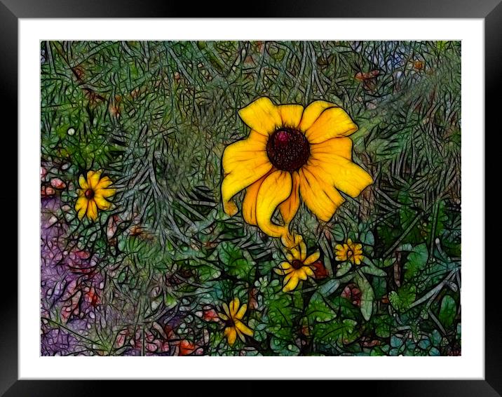 Wild Daisies Framed Mounted Print by Kathleen Stephens
