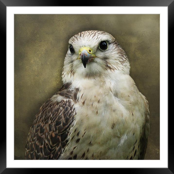 The Stare Framed Mounted Print by Jacqi Elmslie