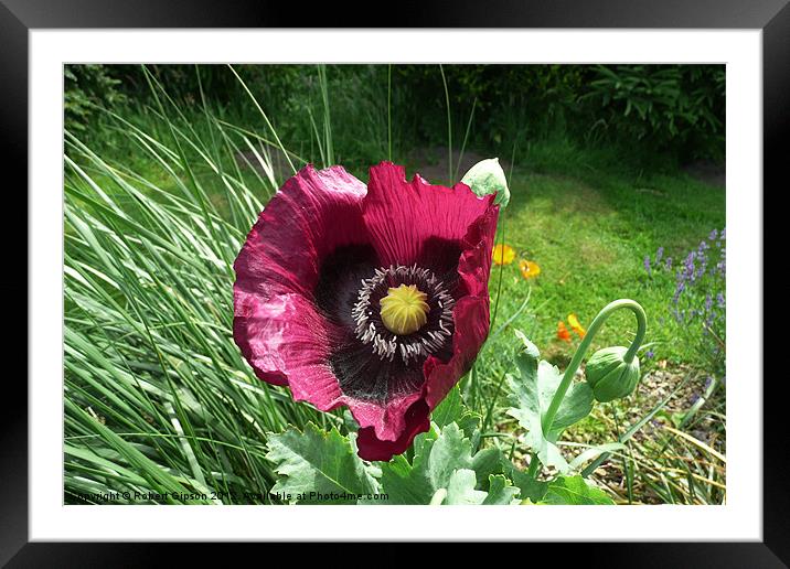 Crimson Poppy flower Framed Mounted Print by Robert Gipson