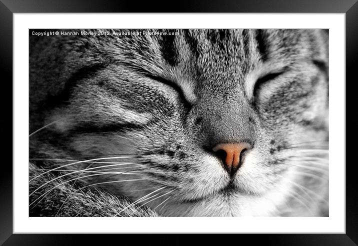 Sleeping Cat Framed Mounted Print by Hannah Morley