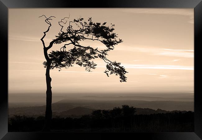 Windswept at Mow Cop Framed Print by Wayne Molyneux