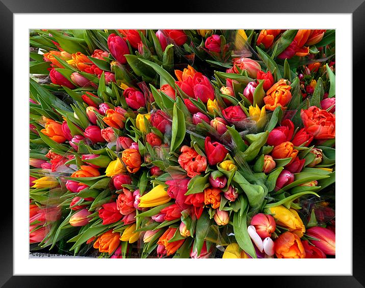Bunch of tulip flowers Framed Mounted Print by Robert Gipson