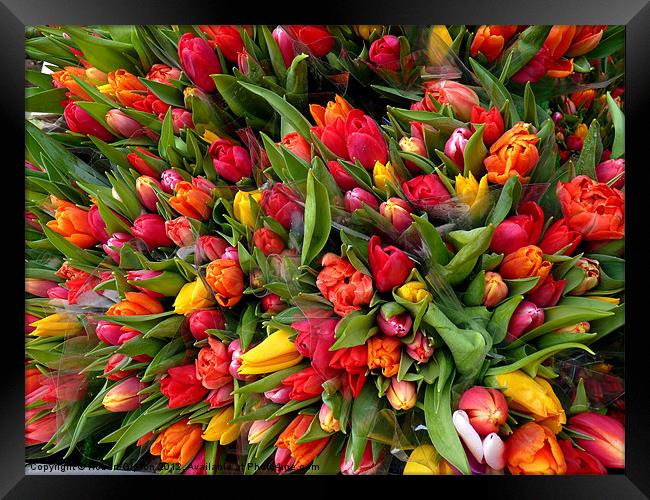 Bunch of tulip flowers Framed Print by Robert Gipson