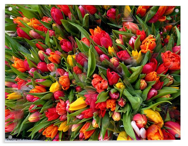 Bunch of tulip flowers Acrylic by Robert Gipson