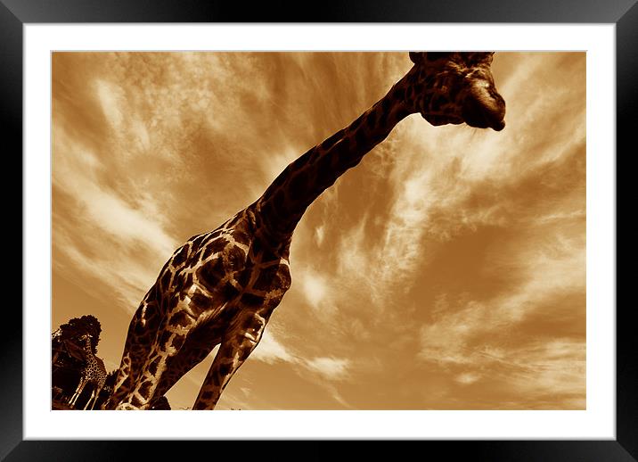 Sepia Giraffe Framed Mounted Print by Michael Ghobrial