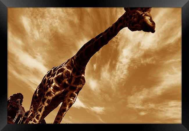 Sepia Giraffe Framed Print by Michael Ghobrial