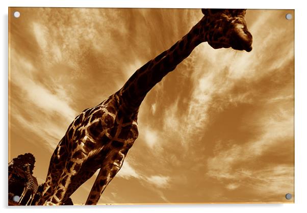 Sepia Giraffe Acrylic by Michael Ghobrial