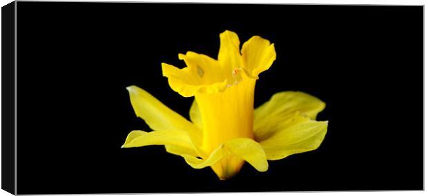 Daffodil Canvas Print by Michael Ghobrial