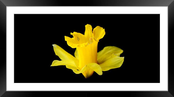 Daffodil Framed Mounted Print by Michael Ghobrial
