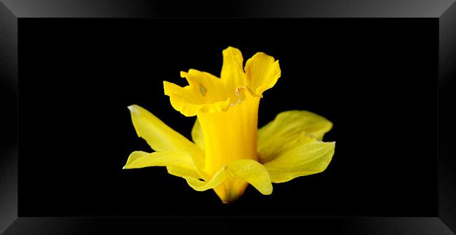 Daffodil Framed Print by Michael Ghobrial